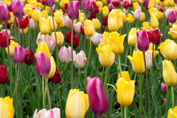 Beautiful colorful tulips in the garden.