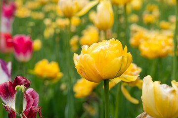 Obraz premium Beautiful colorful tulips in the garden.