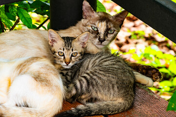 Closeup of Mother cat and striped kitten lying down on the floor.