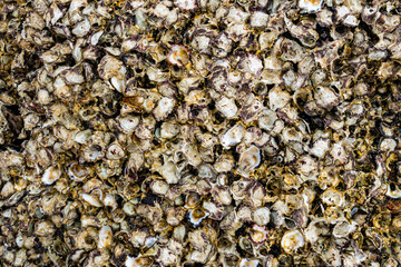 Closeup texture of empty oyster shells with barnacles pile up on the rock at the beach of Pattaya City, Thailand.
