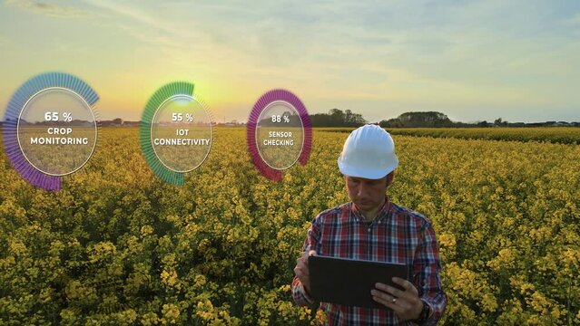 Agricultural farmer checking crop quality using artificial intelligence (AI) sensor technology in canola field at sunset