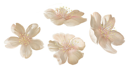 Japanese Sakura flowers png sticker, transparent background © Rawpixel.com