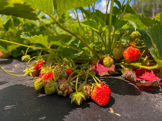 red strawberries ripen outdoors in spring