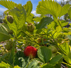 red strawberries ripen outdoors in spring