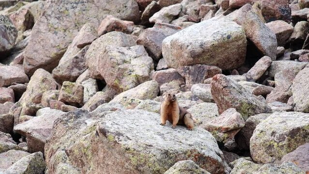 A fluffy and curious pair of marmots live among the rocks high in the mountains of Kazakhstan. This is the Gray, or Altai-Tienshan, marmot