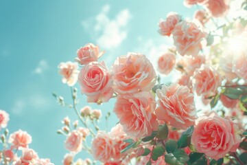 Obraz premium A beautiful pink flower garden with a blue sky in the background