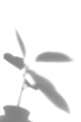 Shadow of plant design element