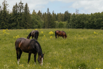 Three horses grazing peacefully in a lush green meadow with wildflowers, surrounded by dense...