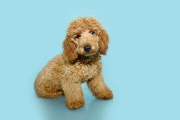 Profile apricot puppy poodle dog sitting and training. Isolated on blue pastel background