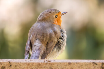 Rotkehlchen auf der Mauer