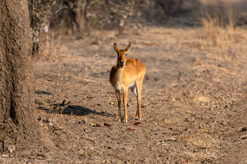 View of the antelopes in the forest