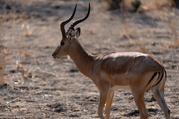 View of the antelopes in the forest
