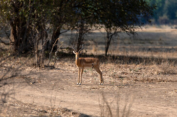 View of the antelopes in the forest