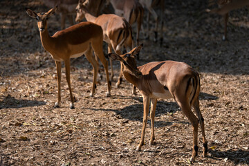 View of the antelopes in the forest