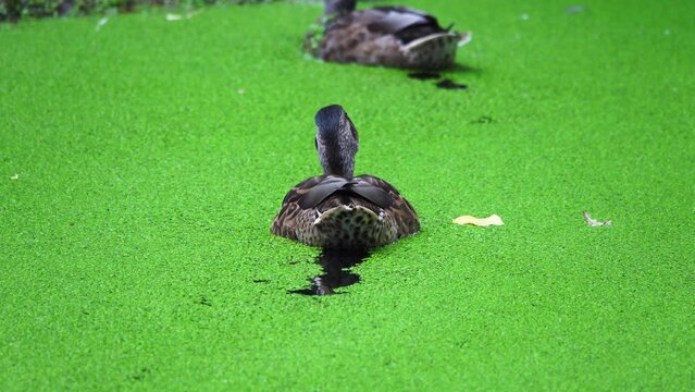 mallard on the water covered with duckweed