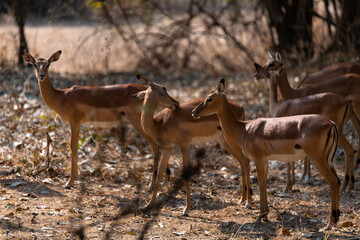 View of the antelopes in the forest