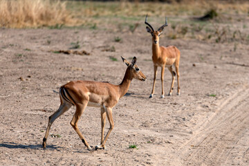 View of the antelopes in the forest