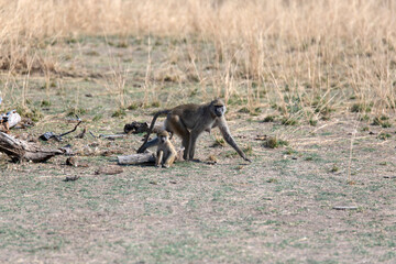 View of the monkey on the meadow