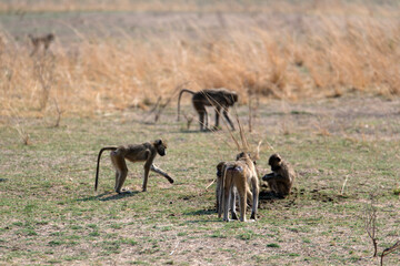 View of the monkey on the meadow