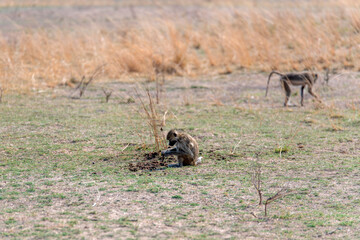 View of the monkey on the meadow