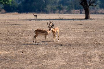 View of the antelope on the meadow