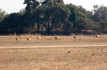 View of the antelope on the meadow