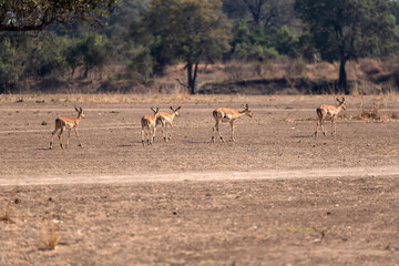 View of the antelope on the meadow