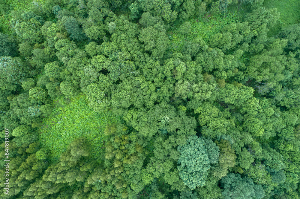 Poster a lush green forest with many trees and a few bushes. the forest is full of life and he is a peacefu