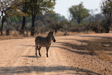 View of the zebras crossing the road