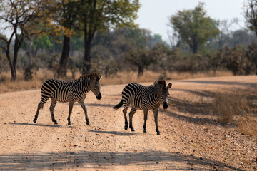 Obraz premium View of the zebras crossing the road