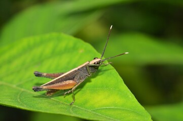 grasshopper on a leaf