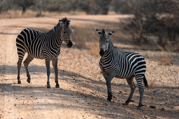 View of the zebra at the side of road