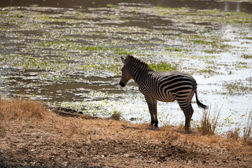 View of the zebra at the riverside