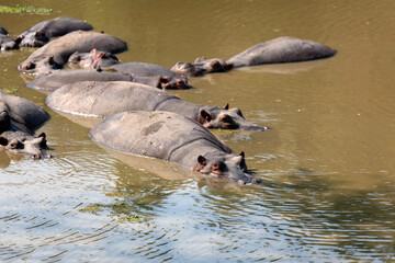 Fototapeta premium View of the hippos in the pond