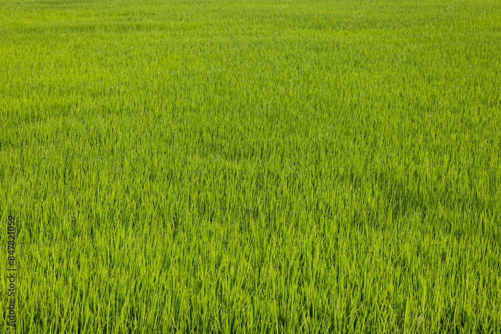 Wall mural Green rice meadow field in the countryside