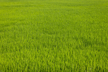 Green rice meadow field in the countryside