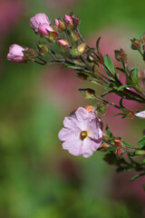 Fleur de ciste