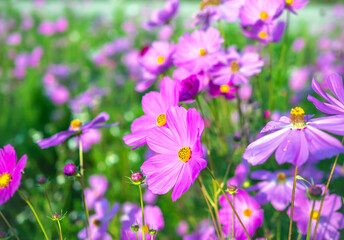 Fototapeta premium Close-up of beautiful cosmos flowers at cosmos field in moring sunlight. amazing of close-up of cosmos flower. nature flower background.