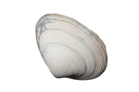 White and blue sea shell isolated on white background. Top view	
