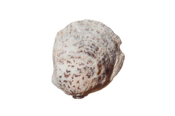 Spotted sea shell isolated on white background. Top view	