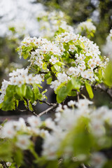 Vegetation of fruit trees in the garden - white flowers on the branches of a fruit tree - apple, cherry