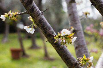 Vegetation of fruit trees in the garden - white flowers on the branches of a fruit tree - apple, cherry