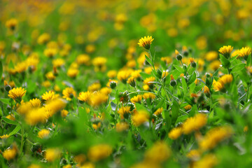 Field of Yellow