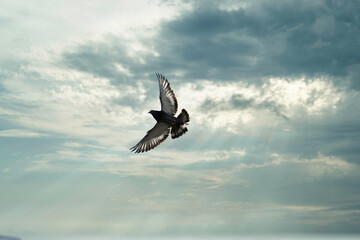 pigeon flying in a cloudy sky