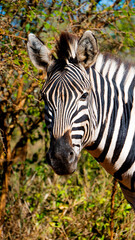 zebra eating grass