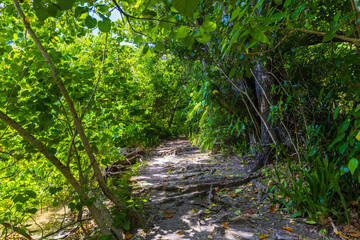 Fototapeta premium 小笠原諸島・父島 中山峠ハイキング 