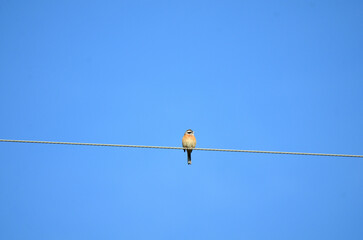 電線に止まる野鳥の姿