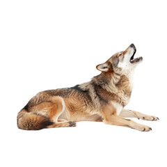 Fototapeta premium Wolf Howling Isolated On White Background