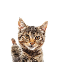 Obraz premium Tabby Kitten Giving Thumbs Up In Front Of White Background
