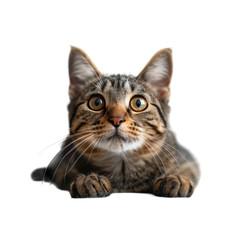 Tabby Cat Looking Upward With Curiosity